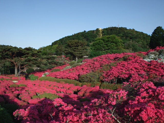 小室山公園 つつじ