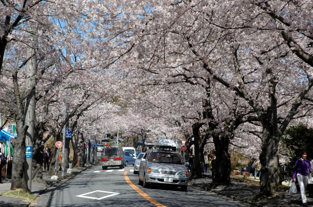 伊豆高原桜並木３