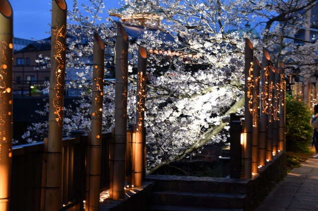 竹灯り×夜桜　松川遊歩道02