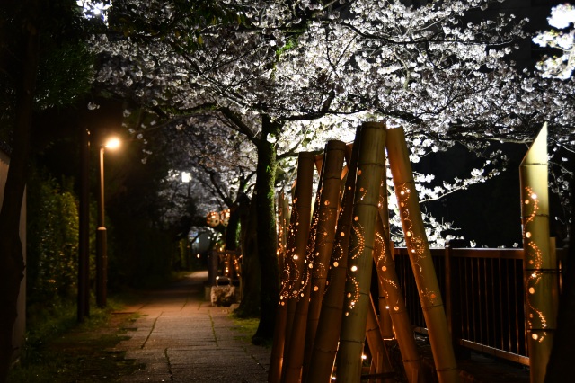 竹灯り×夜桜　松川遊歩道06