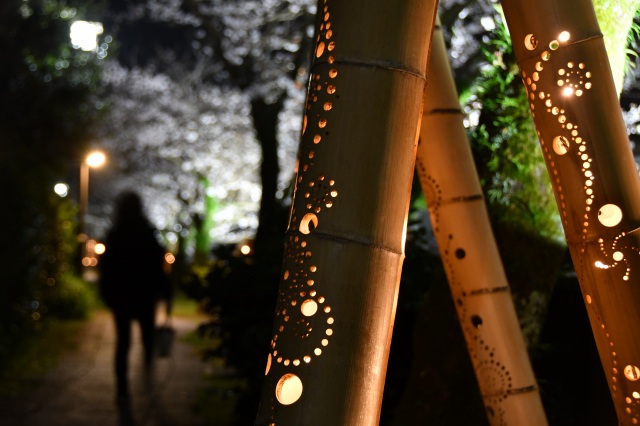 竹灯り×夜桜　松川遊歩道07
