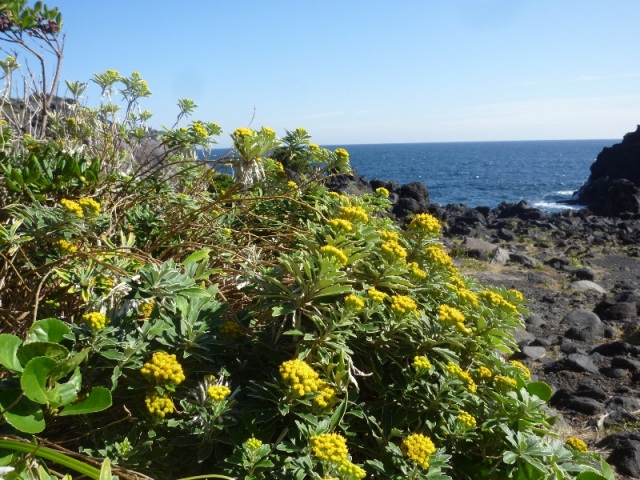 城ヶ崎海岸の花１