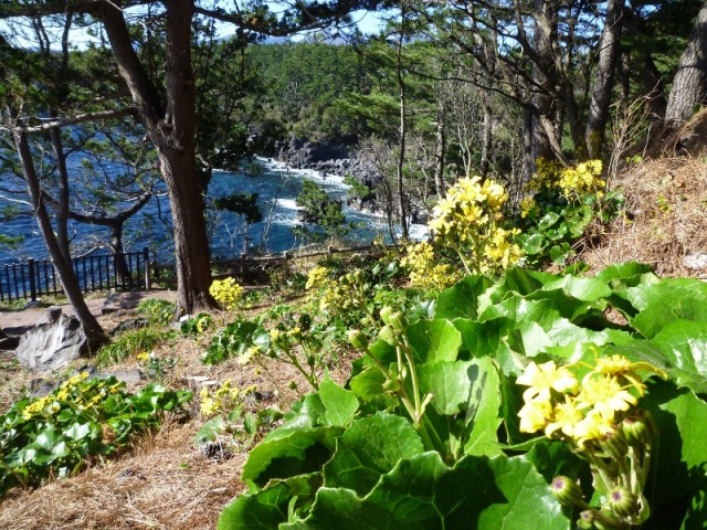 城ヶ崎海岸の花３