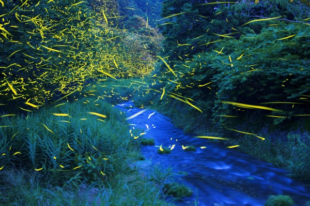 ほたる観賞会２