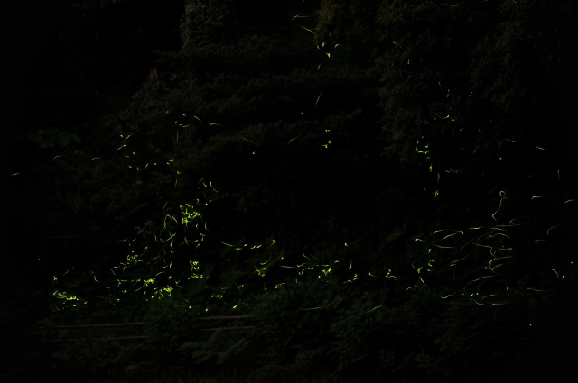 ほたる観賞会６
