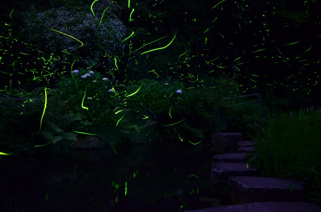 ほたる観賞会８