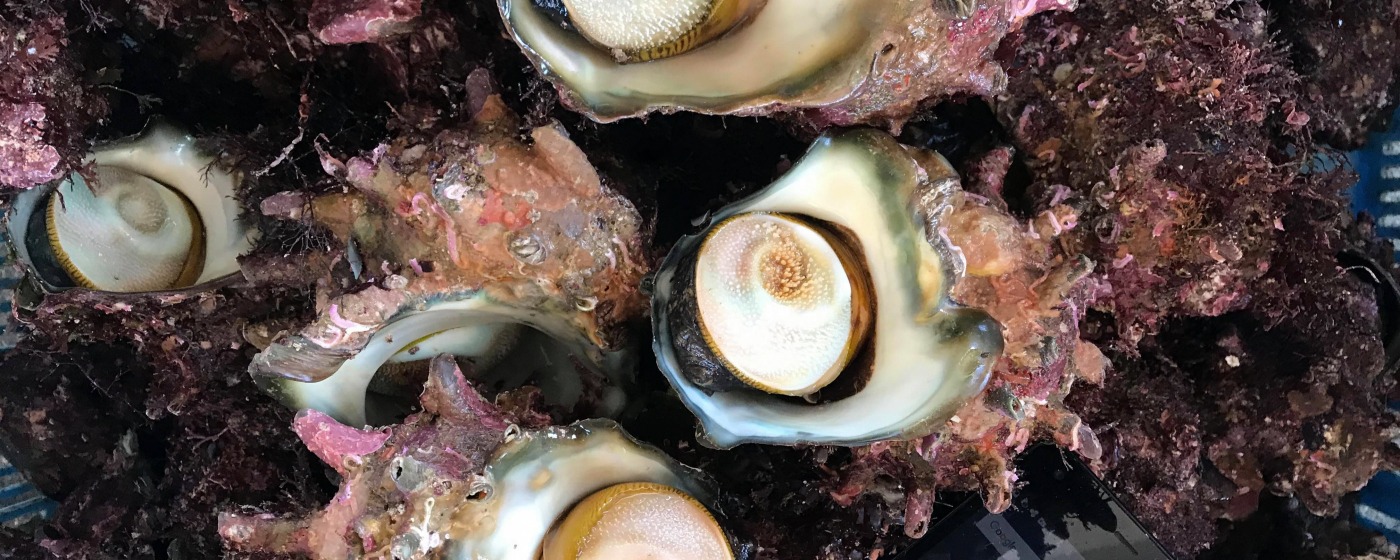 今夜はサザエ飯で決まり!新鮮「サザエ」と「生わさび」で伊豆・城ヶ崎満喫オンラインツアー