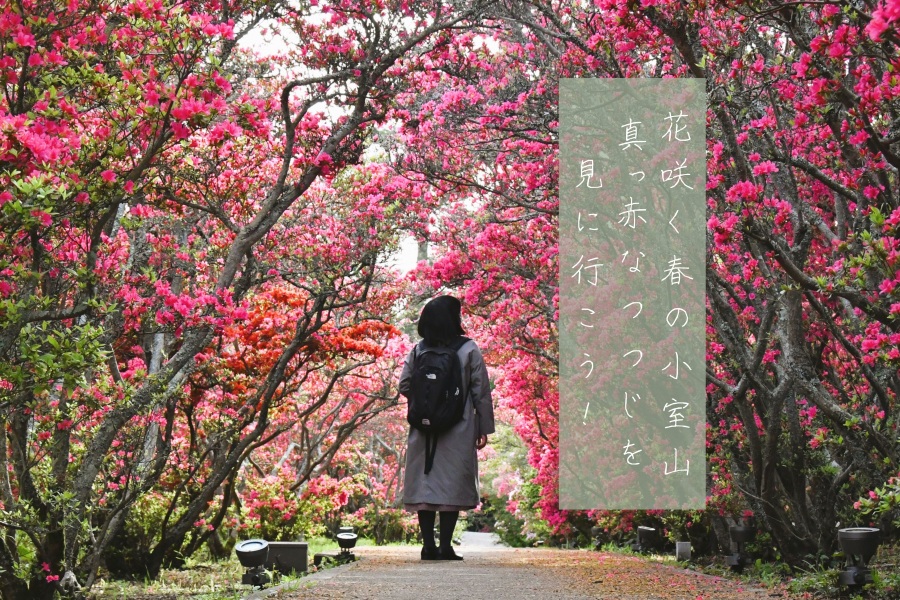花咲く春の小室山。真っ赤なつつじを見に行こう!
