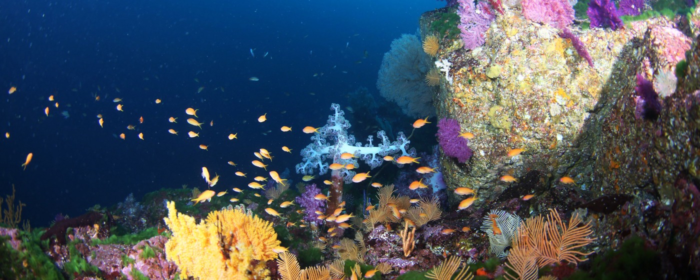 ダイビングショップリスト