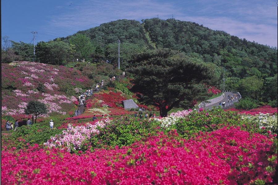 小室山つつじ園