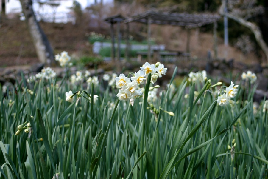 丸山公園水仙