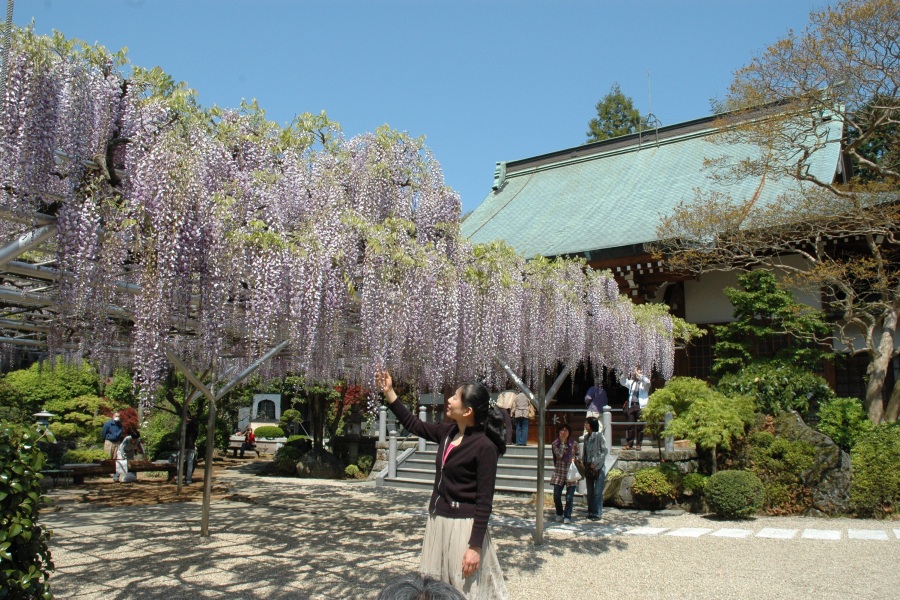 林泉寺フジ