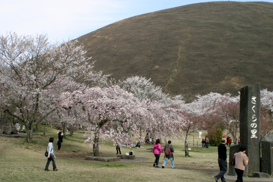 桜の里伊東桜としだれ桜