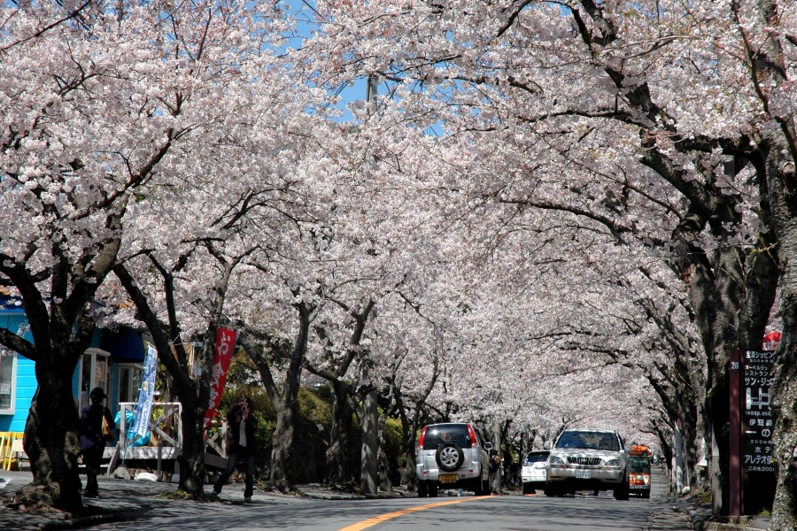 伊豆高原の桜並木
