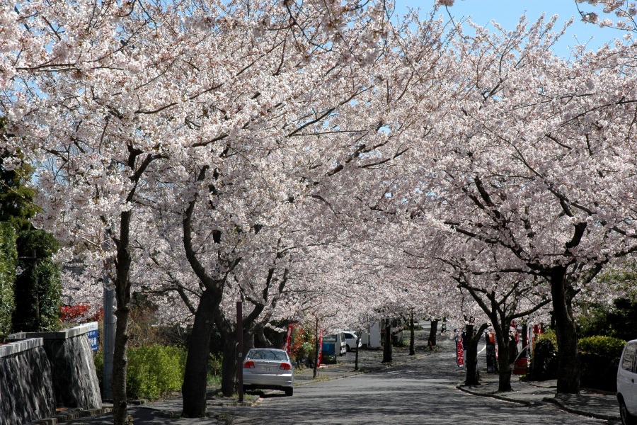 城ヶ崎海岸駅の前桜並木