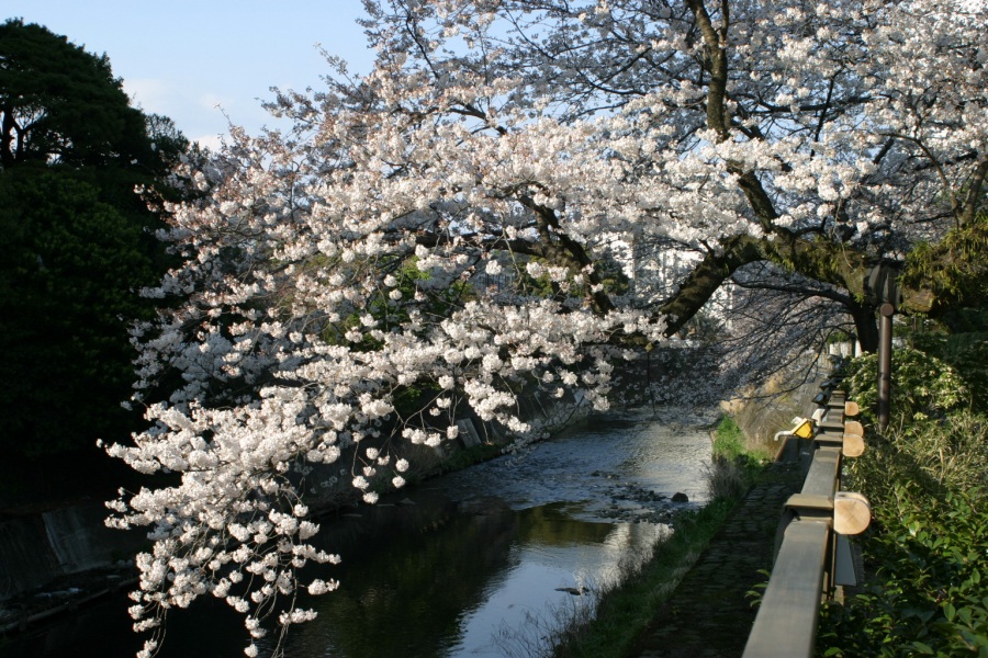 松川遊歩道の桜
