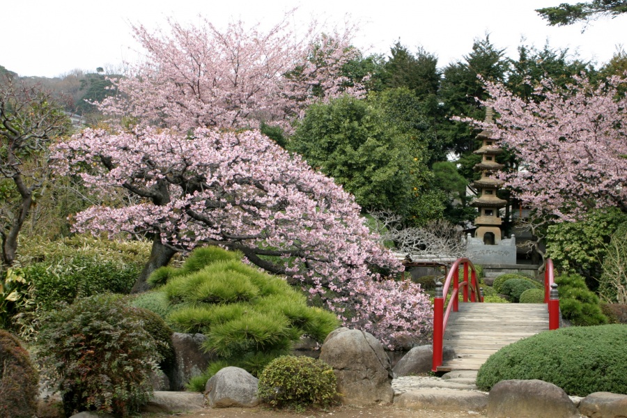 松月院のおおかん桜