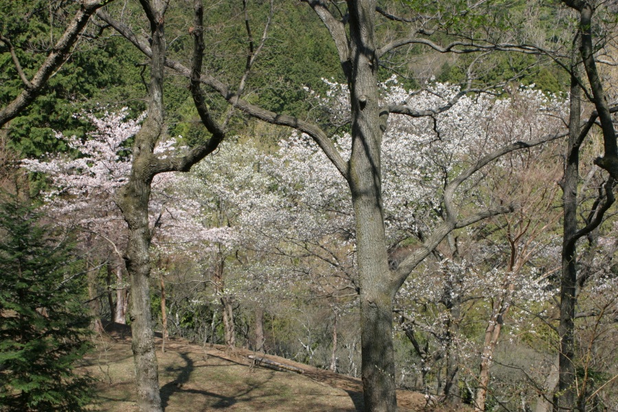 丸山公園の桜