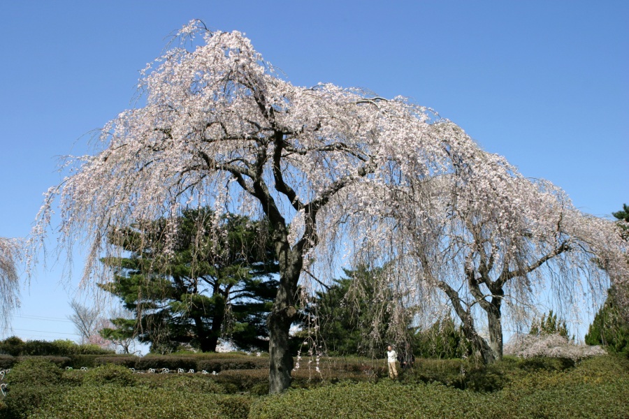 小室山のしだれ桜