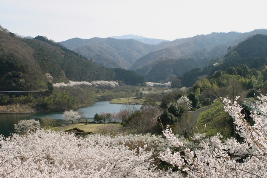 松川湖の桜