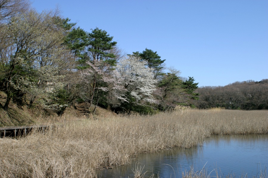 一碧湖の桜