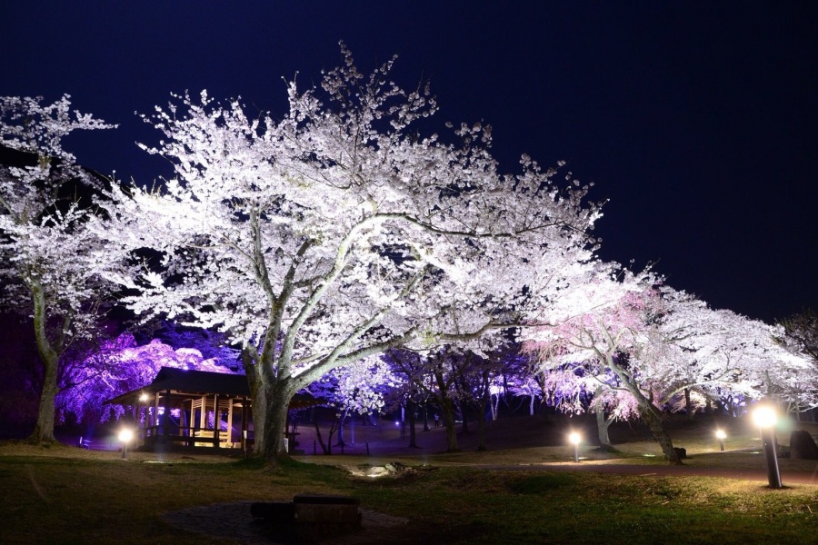 さくらの里夜桜観賞会