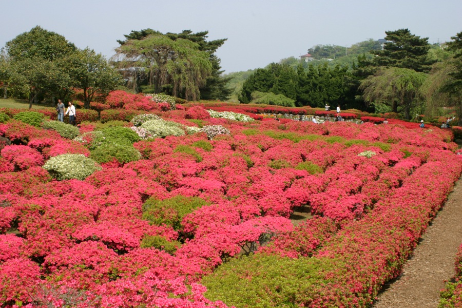 小室山公園つつじ祭り