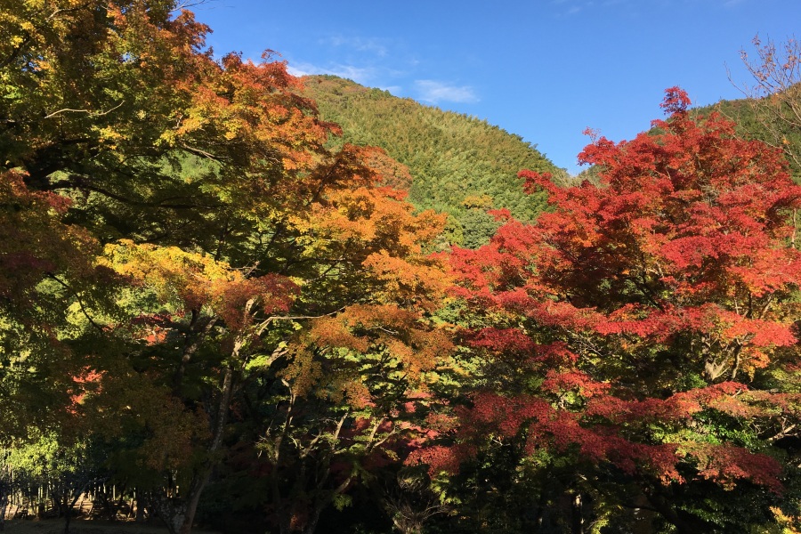 丸山公園② ピーク時