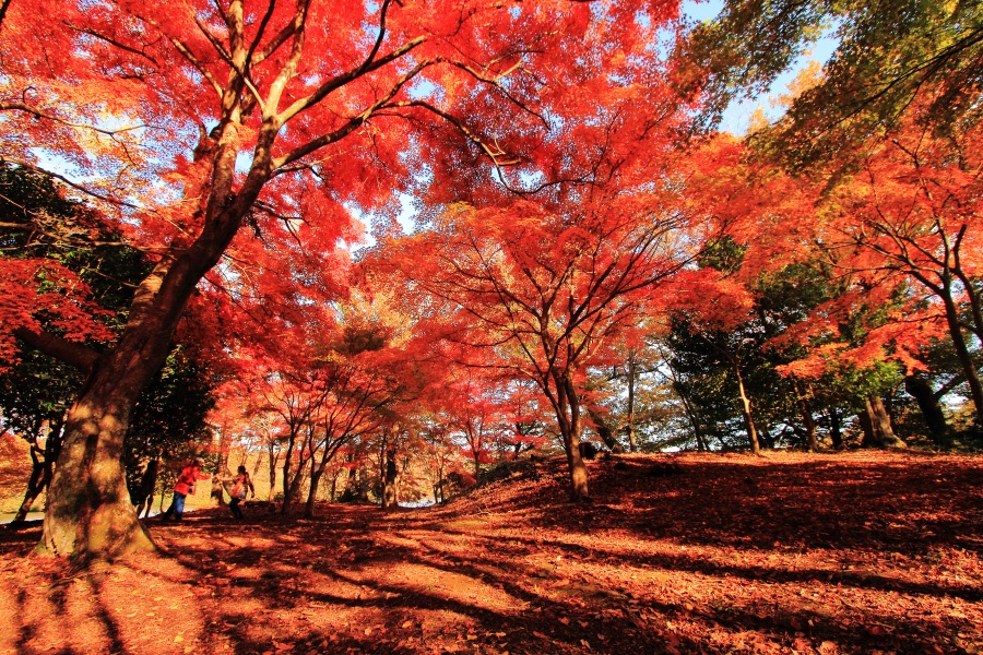 一碧湖 丸山公園の紅葉状況はこちら 伊豆 伊東観光ガイド 伊東の観光 旅行情報サイト