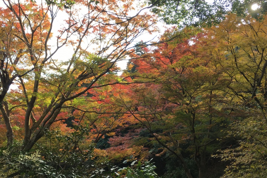 丸山公園③ ピーク時