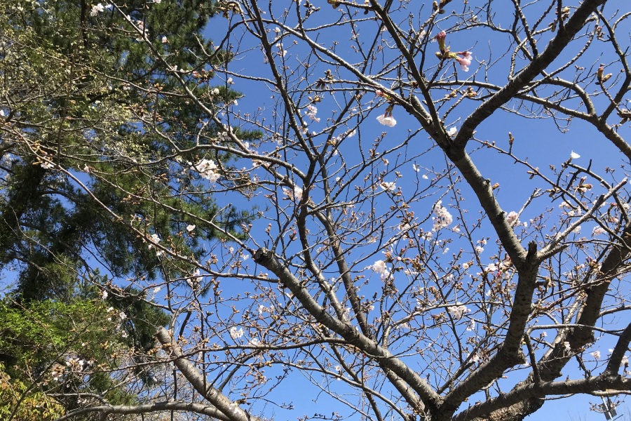 伊豆高原桜並木2