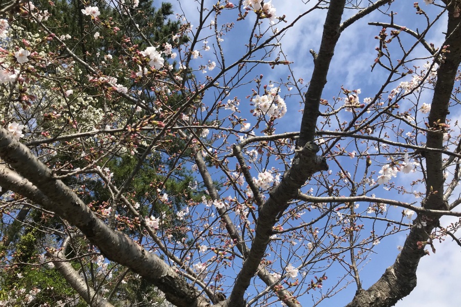 伊豆高原桜並木２
