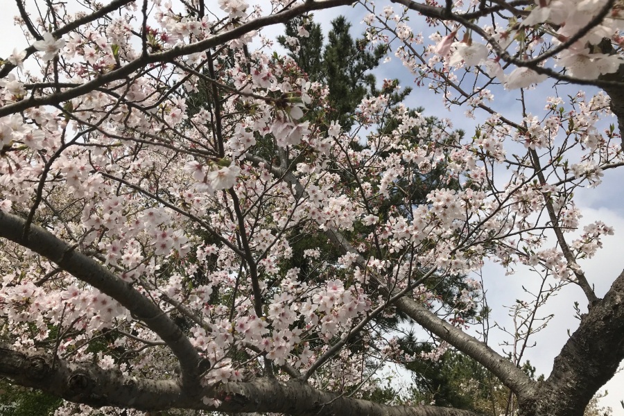 伊豆高原桜並木２