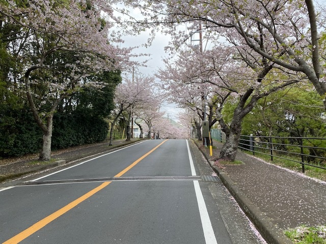 伊豆高原桜並木1