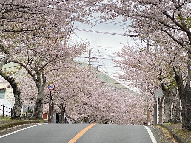 伊豆高原桜並木3
