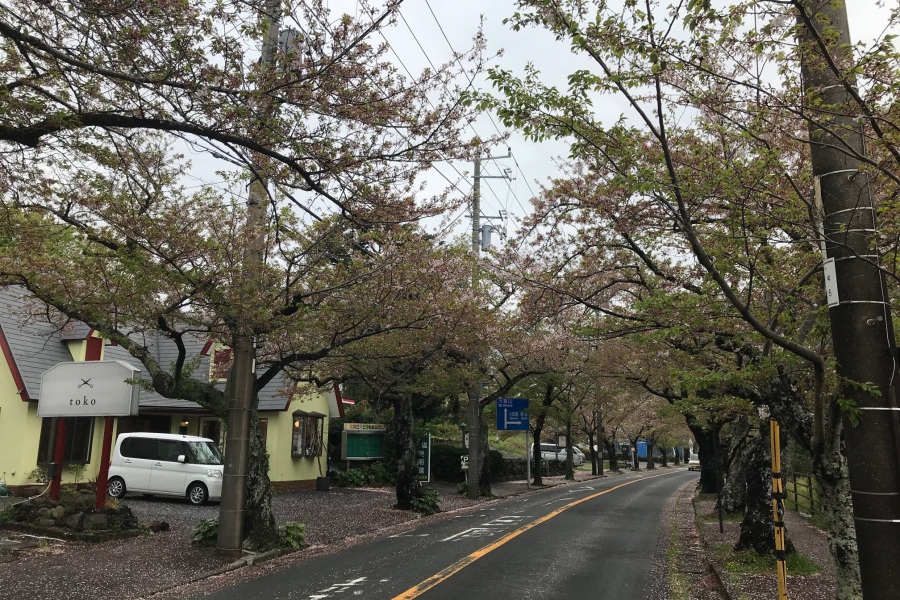 伊豆高原桜並木１
