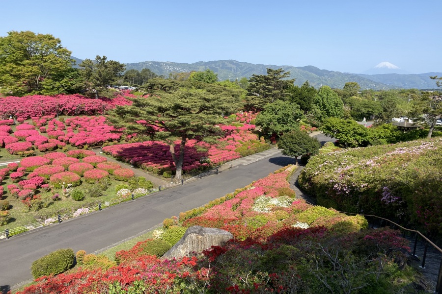 今朝は富士山は見えますが、もやかかってます。
