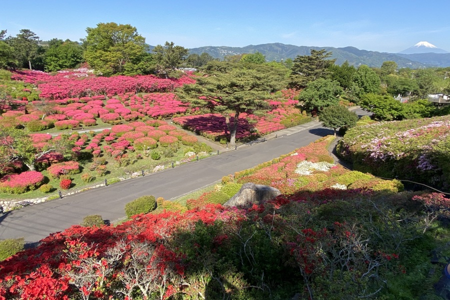 園内1(つつじ園全景)
