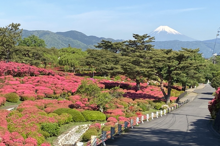 今日も富士山はクッキリです!