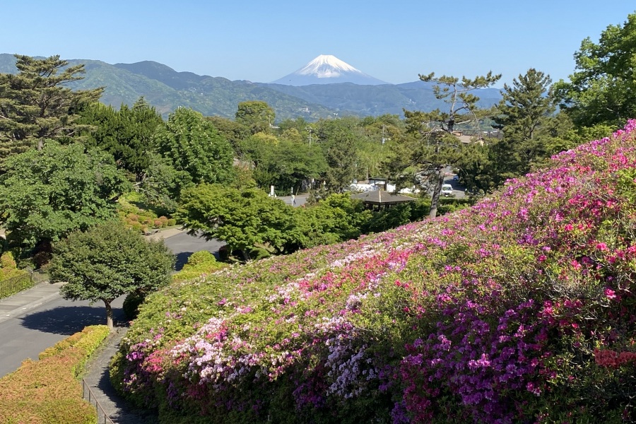 見頃過ぎですが、富士山はクッキリ。