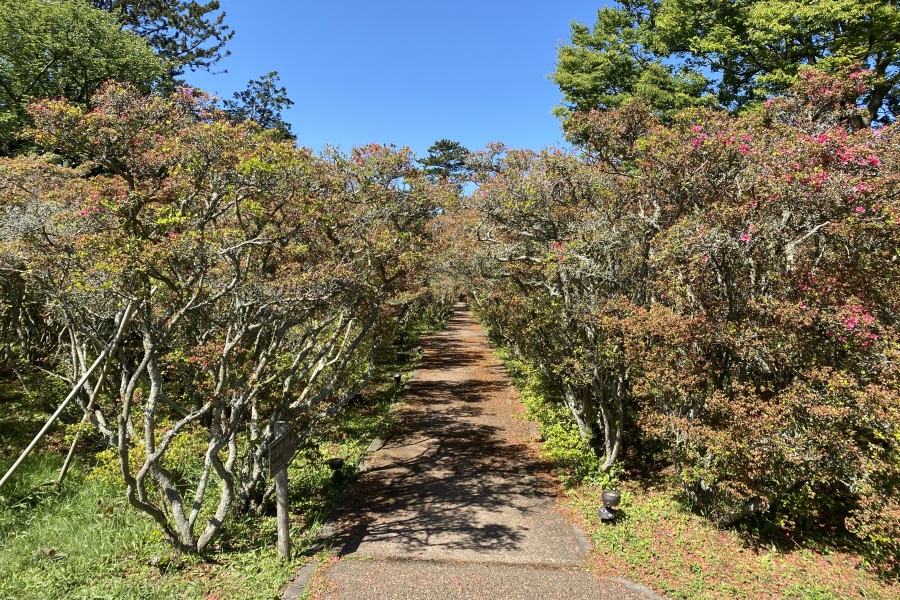 つつじのトンネル