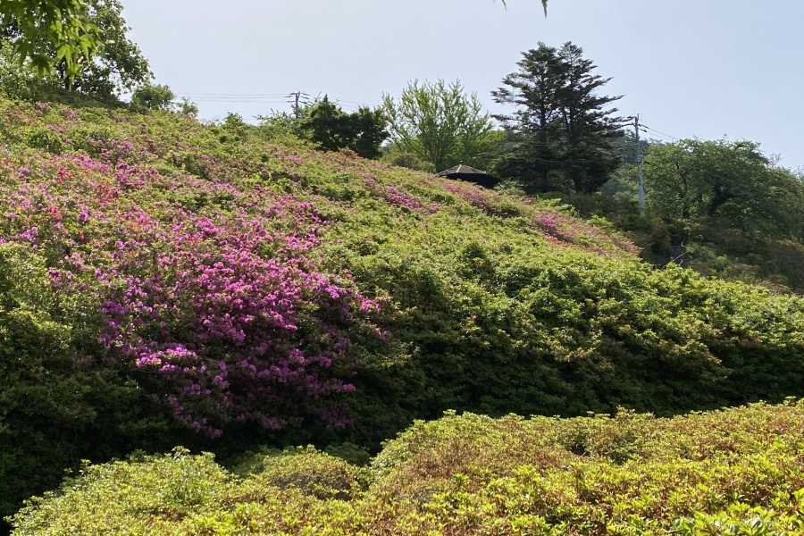 斜面左側(見頃過ぎ)