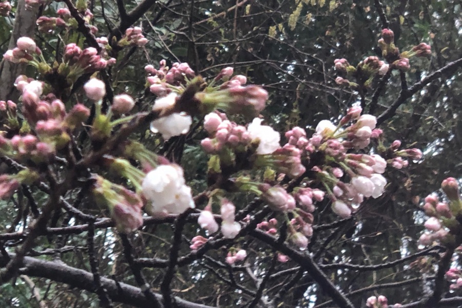 伊豆高原桜並木１