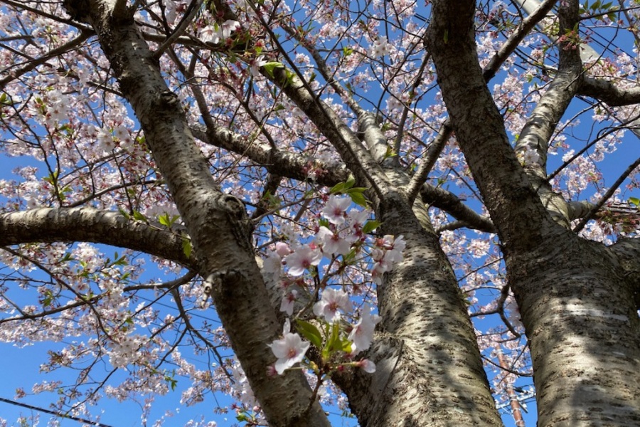 伊豆高原桜並木３
