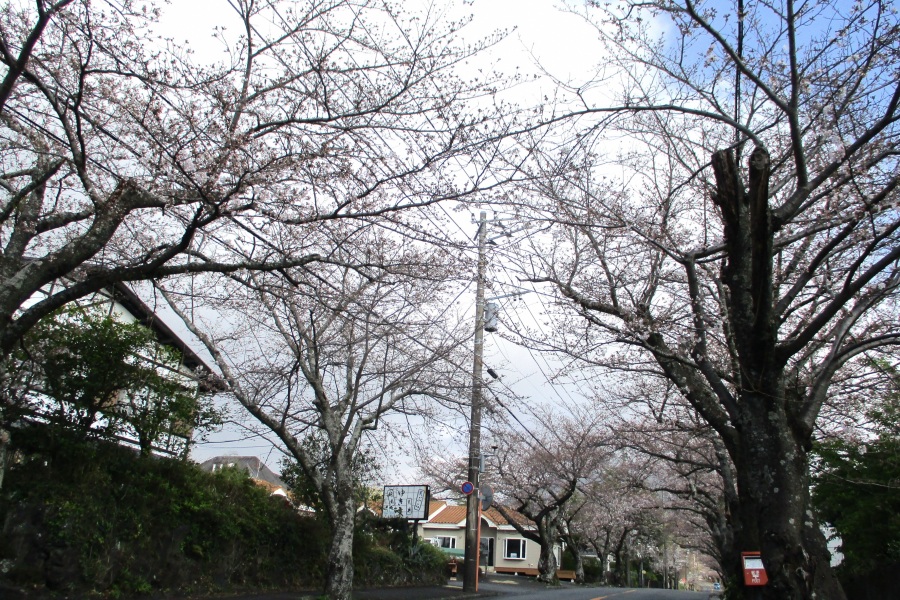 桜並木通り