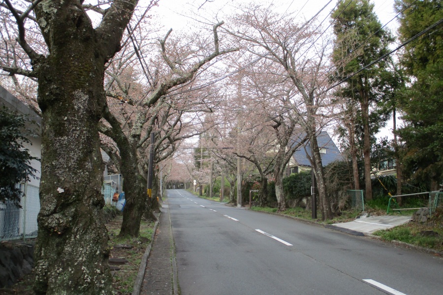 桜のトンネル