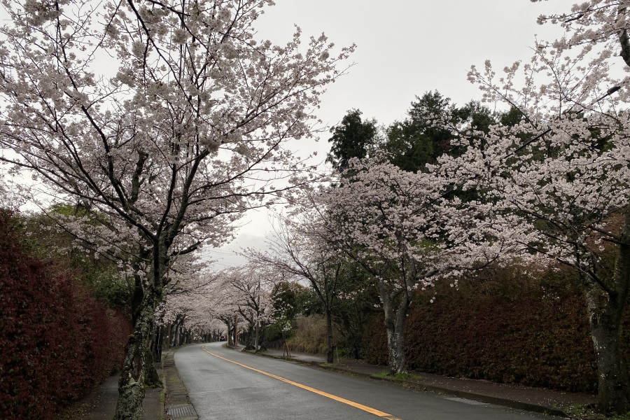 伊豆高原桜並木１