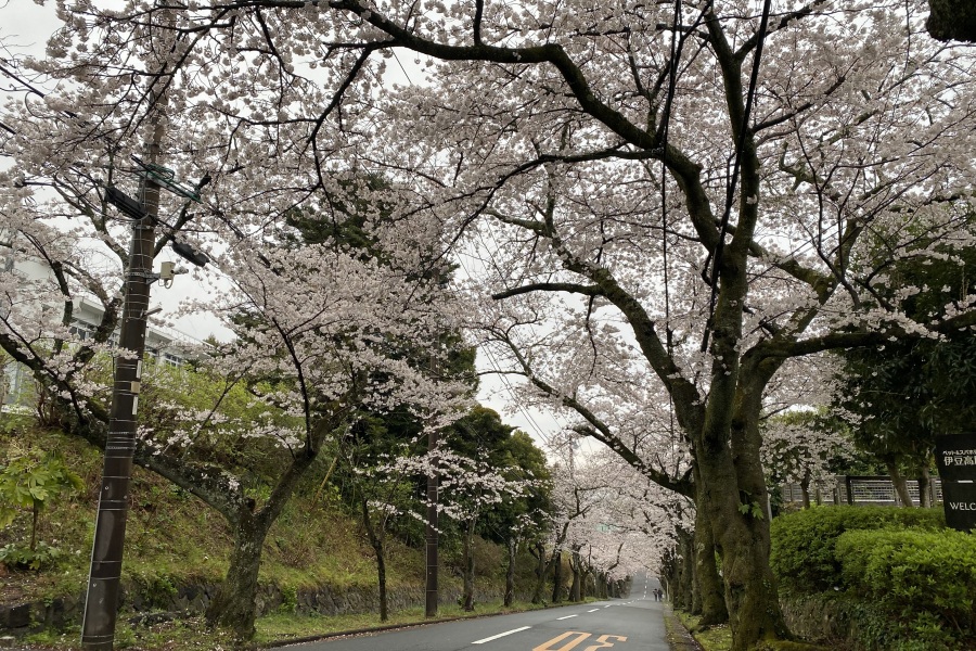 伊豆高原桜並木２