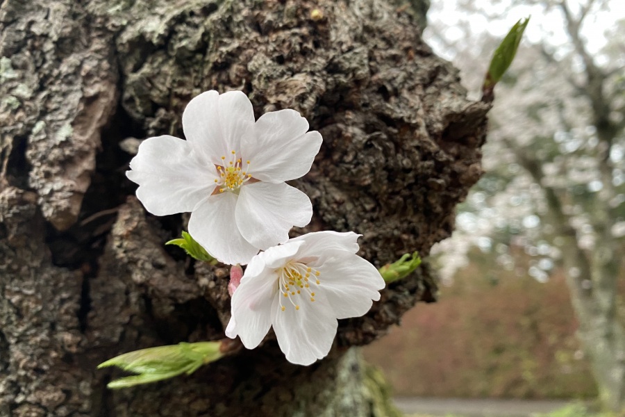 伊豆高原桜並木３