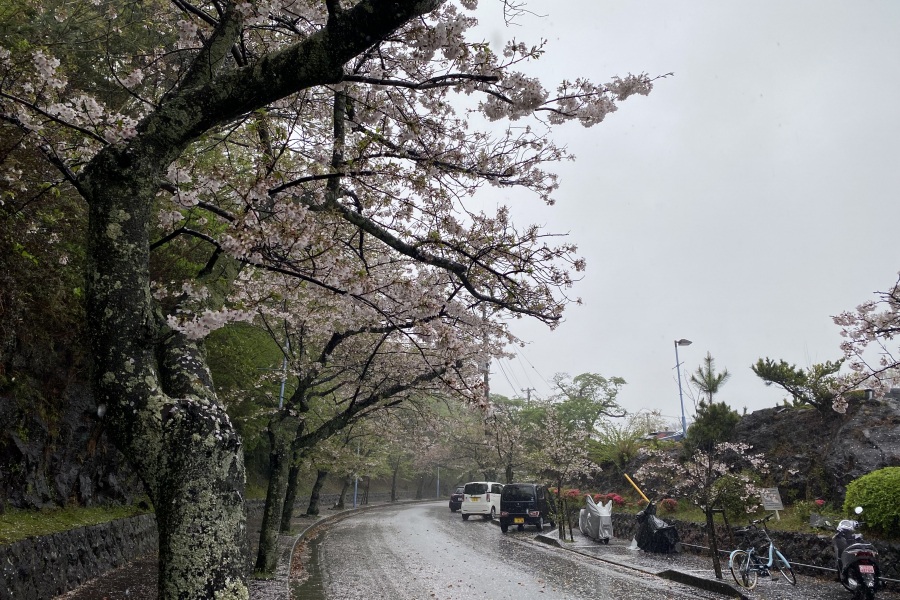 伊豆高原桜並木１